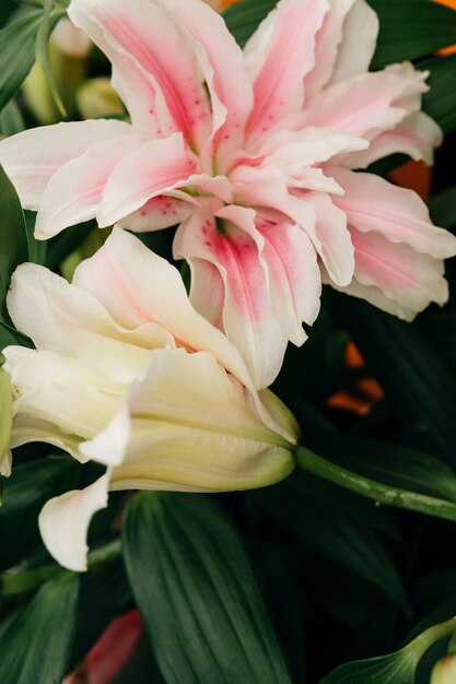 Primer plano de la flor de lirio rosa