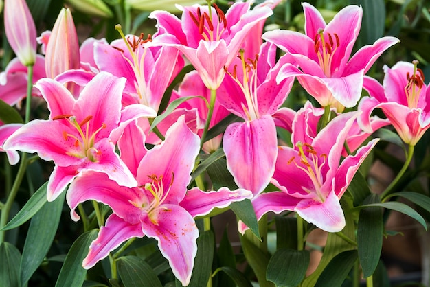 Primer plano flor de lirio rosa