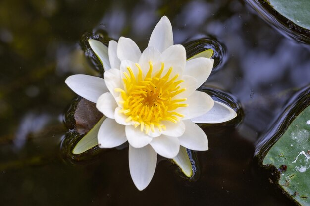 Primer plano de flor de lirio silvestre en el fondo de la superficie del agua. Naturaleza salvaje. Foto con buen detalle.