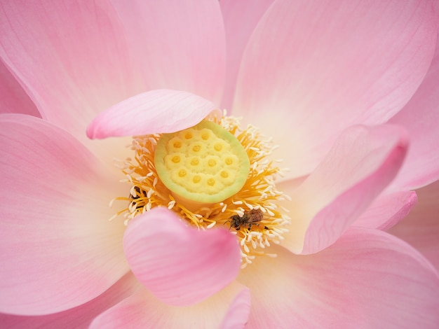 Primer plano de una flor de loto, una abeja recoge el polen de una flor. Flor de loto rosa de cerca