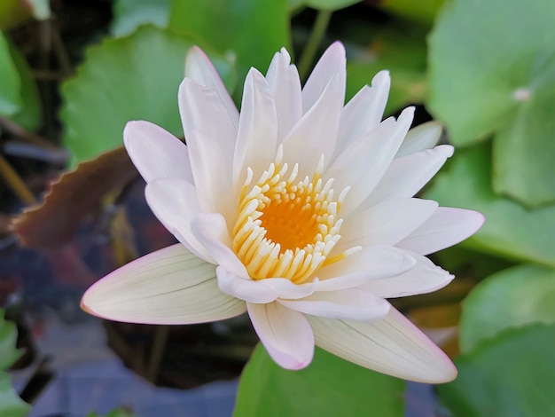 Primer plano de flor de loto blanco con fondo de hojas verdes borrosas