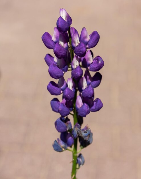 Primer plano de una flor de lupino púrpura