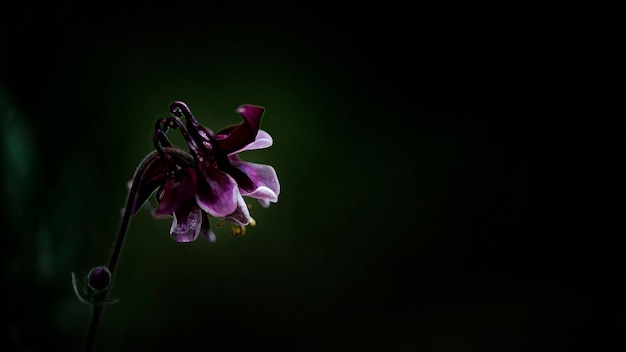 Primer plano de una flor. Magia de la flor. Flor púrpura sobre un fondo oscuro. Una hermosa flor decorativa.