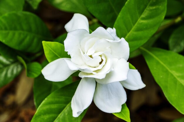 Foto primer plano de la flor de la magnolia blanca