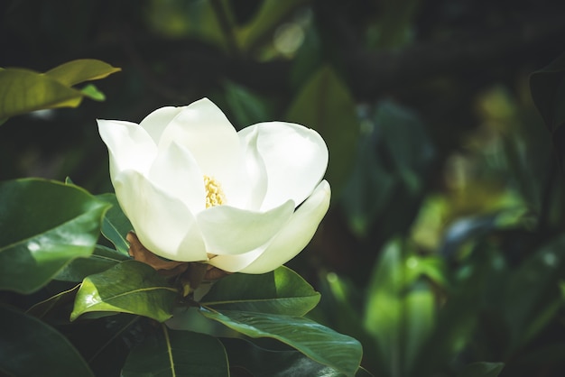 Primer plano de una flor de Magnolia blanca