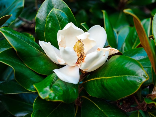 Primer plano de una flor magnolia grandiflora