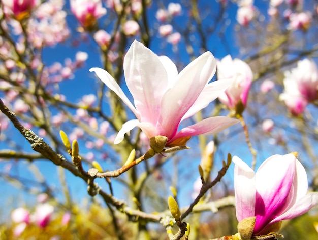 primer plano de una flor de magnolia rosa blanca