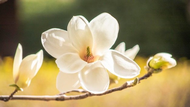 Un primer plano de una flor de magnolia