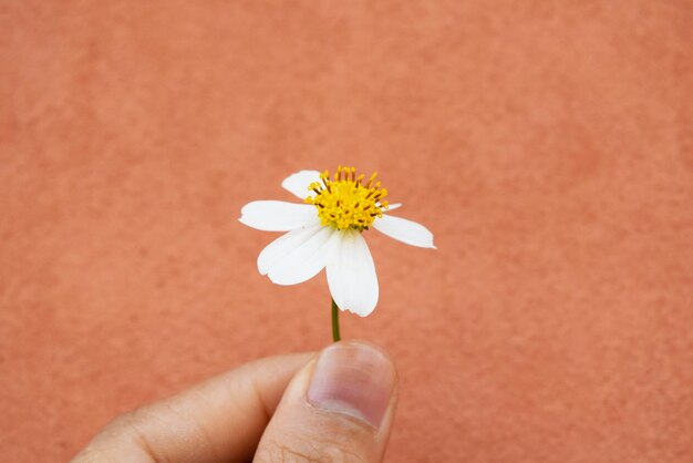 Foto primer plano de una flor en la mano