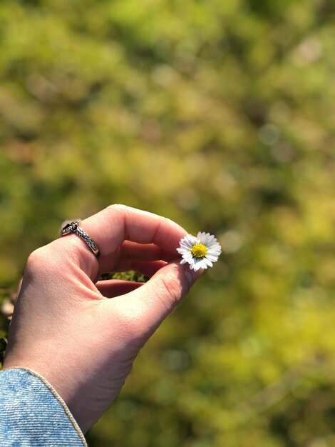 Foto primer plano de una flor en la mano