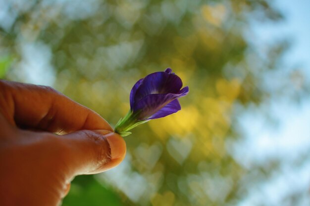 Foto primer plano de una flor en la mano