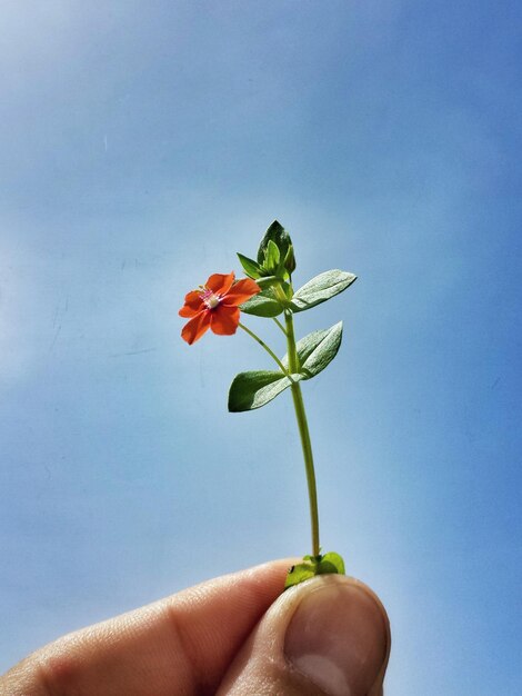 Foto primer plano de una flor en la mano