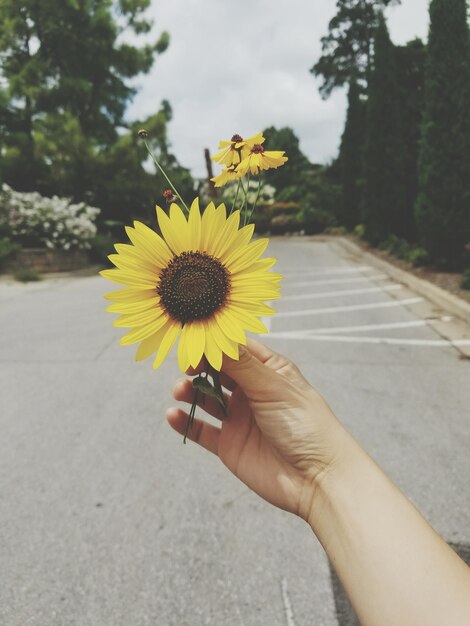 Foto primer plano de una flor en la mano