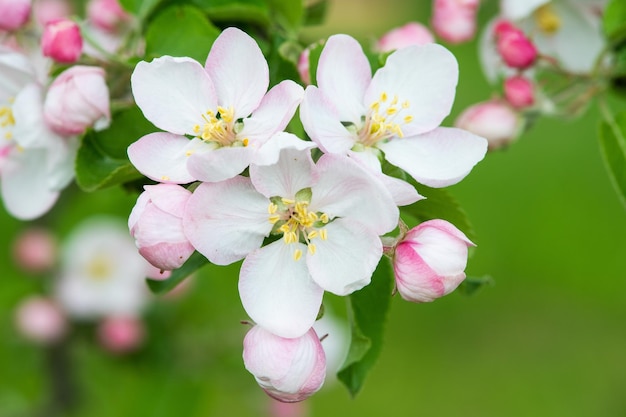 primer plano, de, flor de manzana, en, manzano