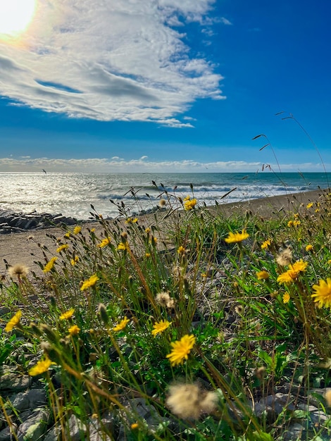 Primer plano de una flor por mar contra el cielo