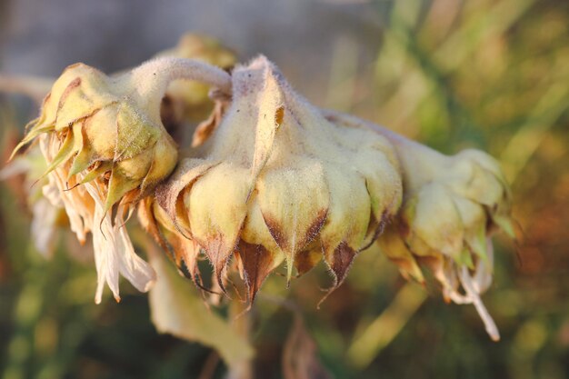 Primer plano de una flor marchitada en el campo