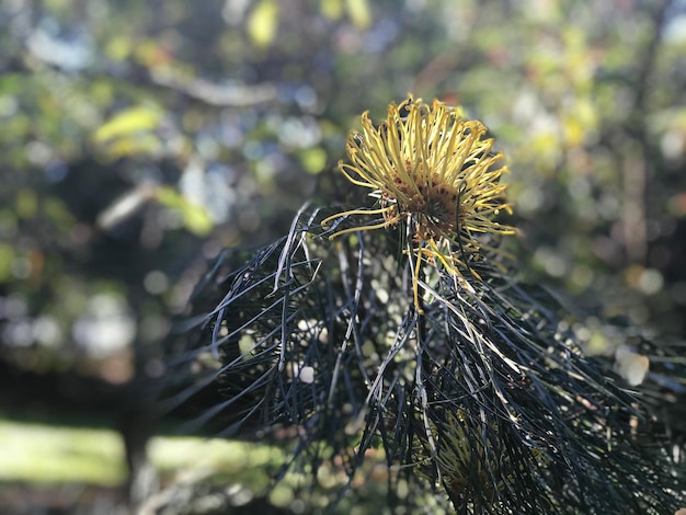 Foto primer plano de una flor marchitada en el campo