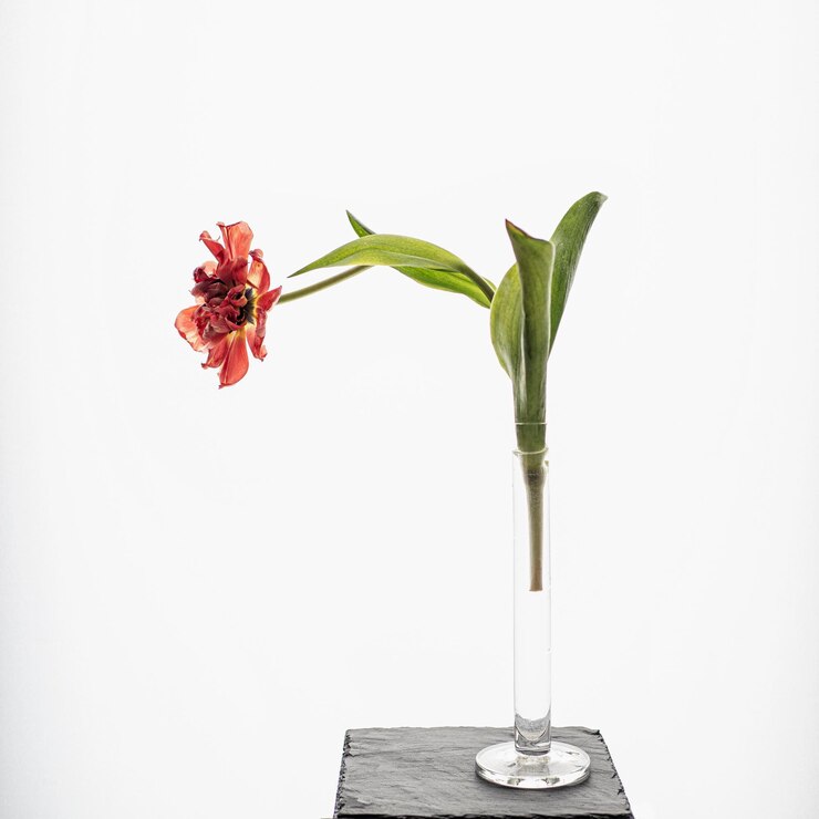 Foto primer plano de una flor marchitada en un jarrón contra un fondo blanco