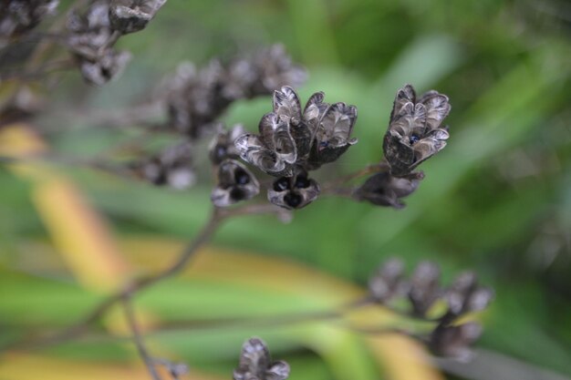 Primer plano de una flor marchitada en una planta