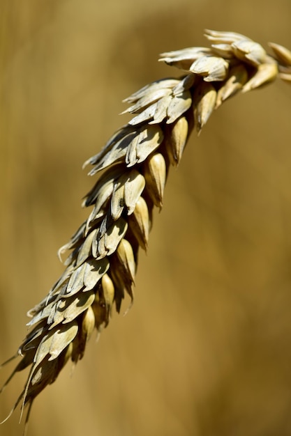 Foto primer plano de una flor marchitada