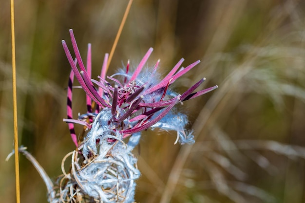 Foto primer plano de una flor marchitada