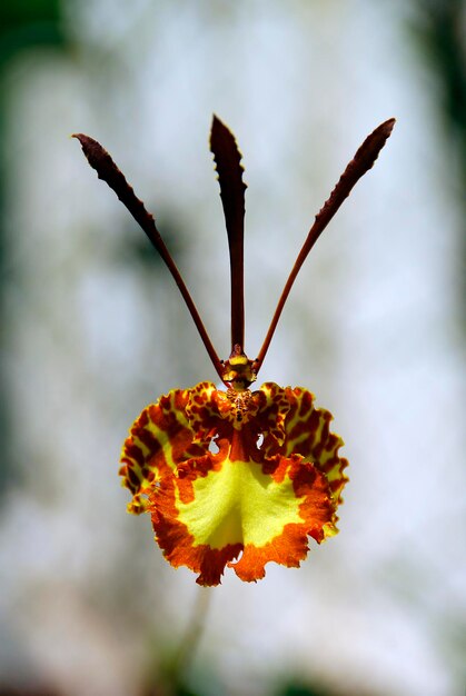 Foto primer plano de una flor marchitada