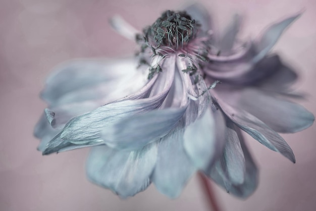 Primer plano de una flor marchitada