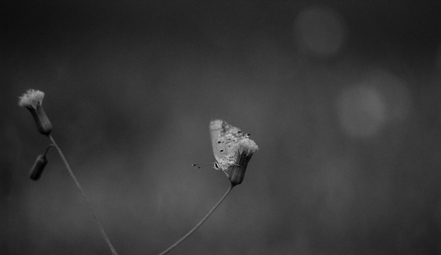 Foto primer plano de una flor marchitada