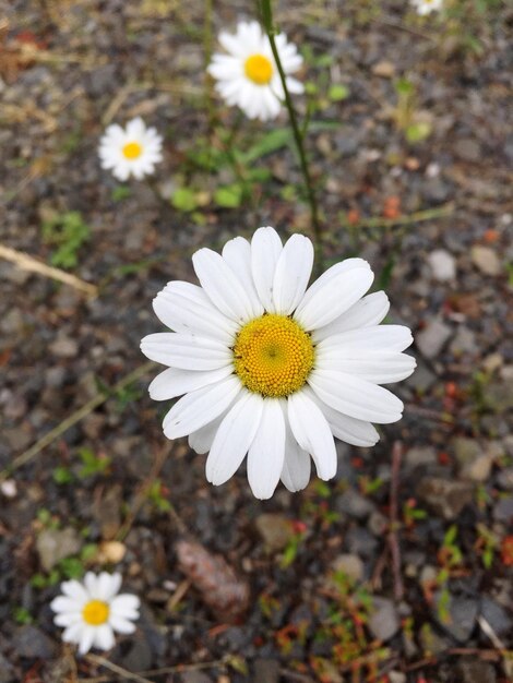 Primer plano de una flor de margarita blanca en el campo