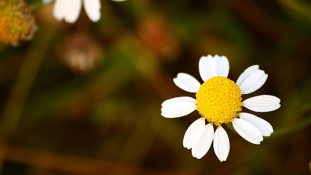 Foto primer plano de una flor de margarita blanca