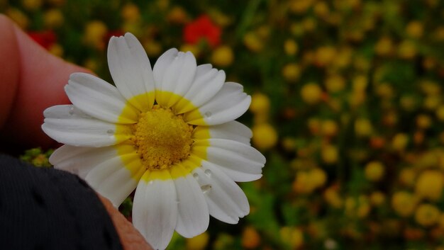 Primer plano de una flor de margarita blanca