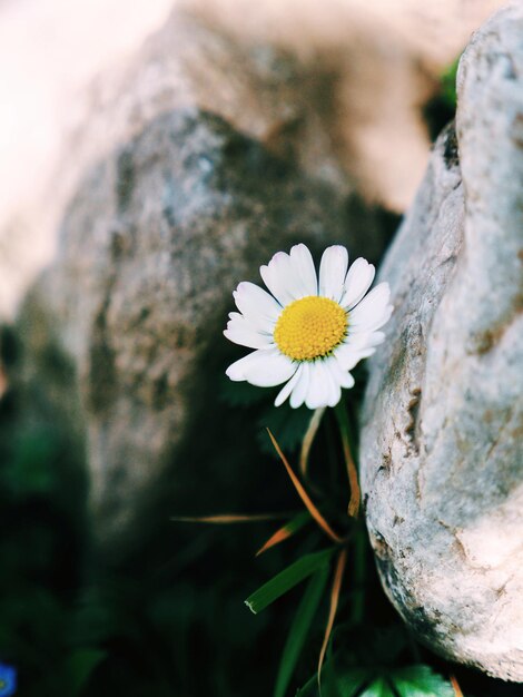 Foto primer plano de la flor de la margarita blanca