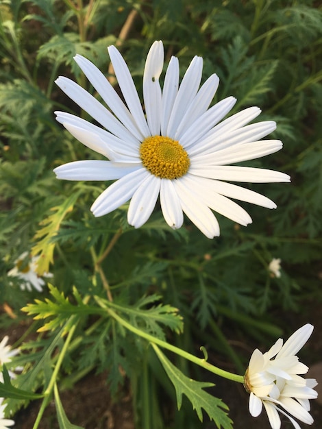 Foto primer plano de la flor de la margarita blanca