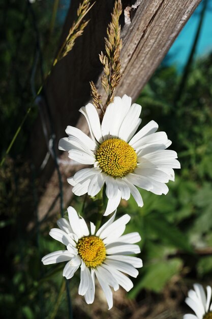 Foto primer plano de una flor de margarita blanca