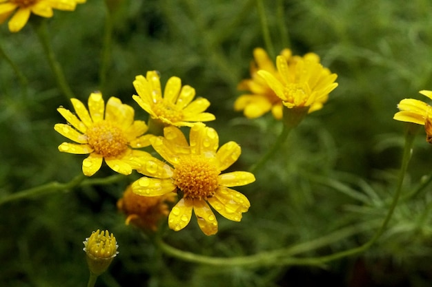 Primer plano de la flor de la margarita de Dahlberg con gotas de agua sobre los pétalos sobre fondo de hojas verdes borrosas