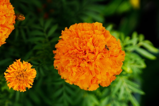 Foto primer plano de la flor de la margarita naranja