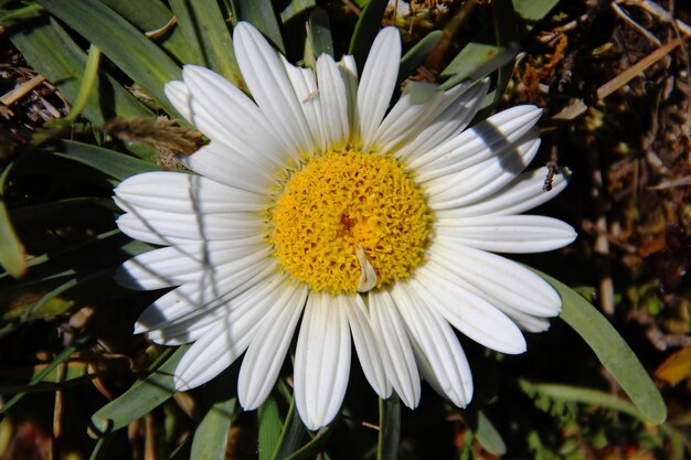 Foto primer plano de una flor de margarita