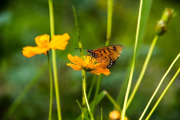 Primer plano de flor de mariposa