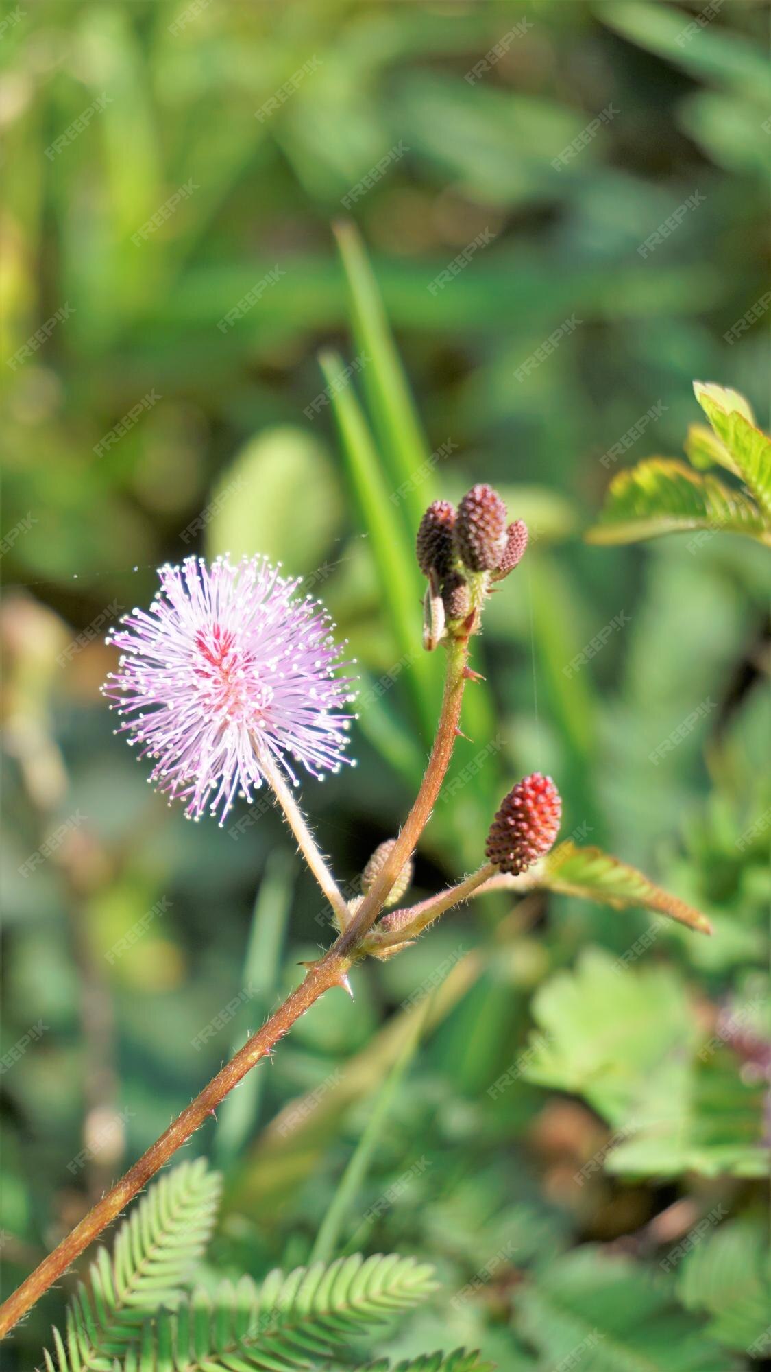 Primer plano de la flor de mimosa pudica la planta sensible planta  soñolienta con fondo de hojas plegables verdes | Foto Premium