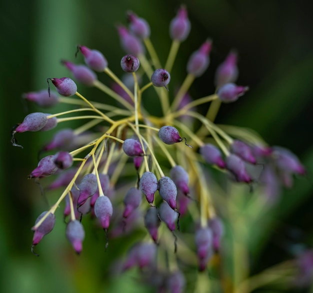 Un primer plano de una flor morada con flores azules.