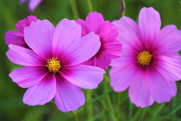 Primer plano, flor morada con fondo verde