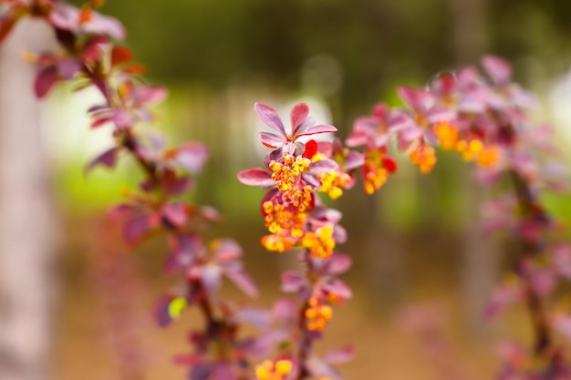 Un primer plano de una flor morada con la palabra orquídea