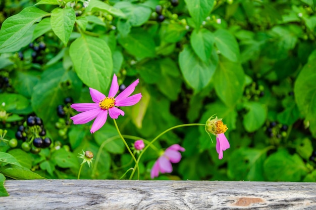 Un primer plano de una flor morada con la palabra "en su lado".