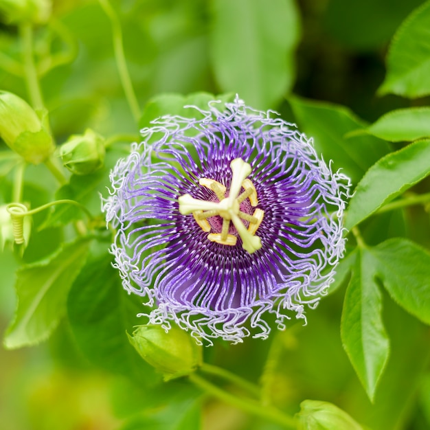 Primer plano de flor morada