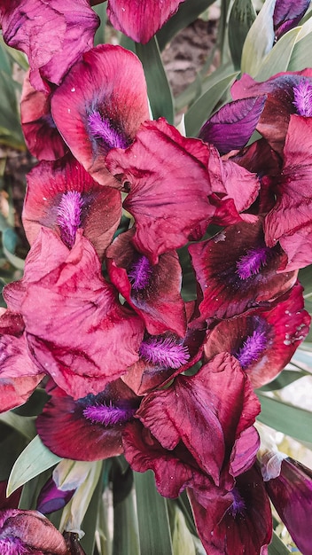 Un primer plano de una flor morada