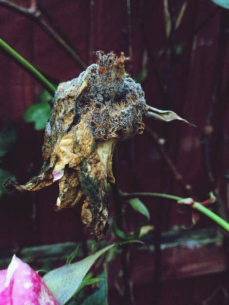 Foto primer plano de una flor muerta contra la valla