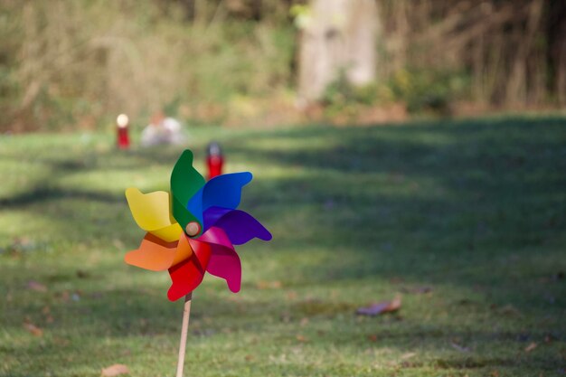 Foto primer plano de una flor multicolor en un parque