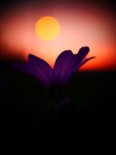 Foto primer plano de una flor de naranja contra el cielo durante la puesta de sol