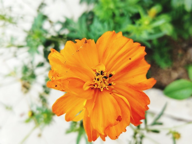 Foto primer plano de una flor de naranja contra un fondo borroso