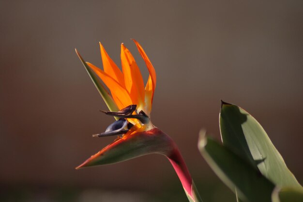 Foto primer plano de una flor de naranja contra un fondo borroso